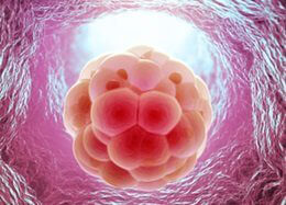 Blastocyst Embryo Transfer (BET)